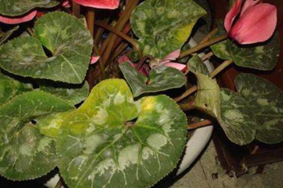 仙客來冬天葉子發(fā)黃怎么辦，老農(nóng)總結(jié)三種原因以及解決方法