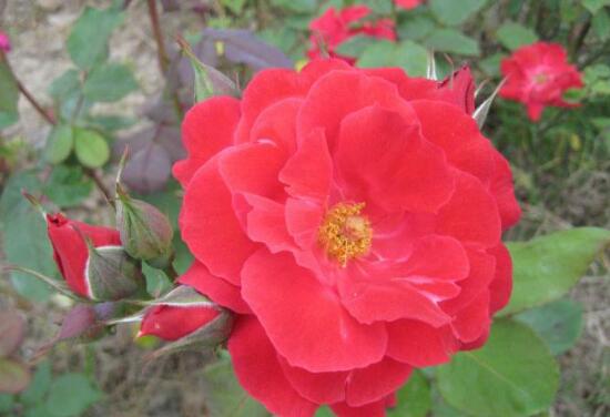 月季花有毒嗎，月季花可以吃嗎(無(wú)毒可食用)