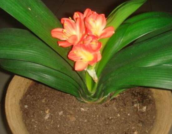 君子蘭什么時(shí)候開(kāi)花，君子蘭開(kāi)花有什么兆頭