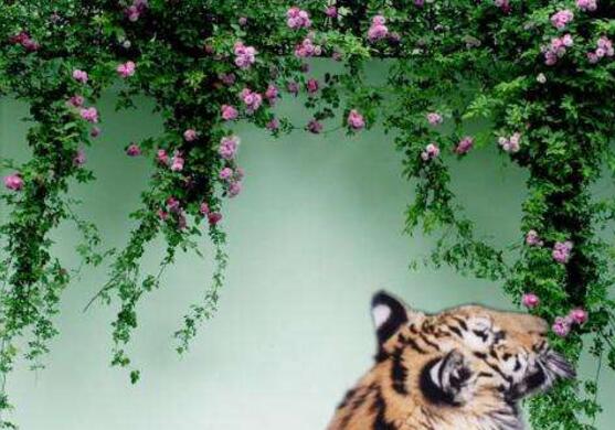 薔薇花種子怎么種，盤點薔薇花種子種法