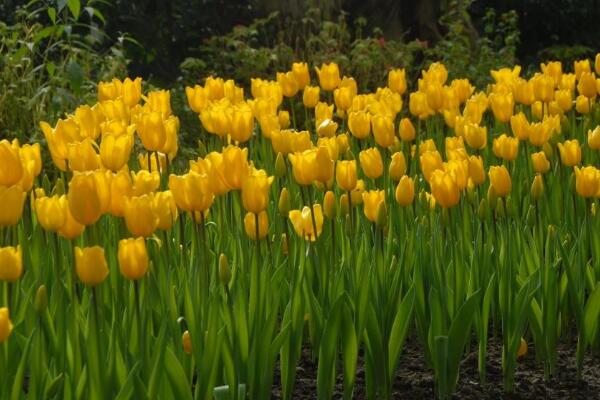 郁金香什么季節(jié)種植，秋末季節(jié)種植最好不過了