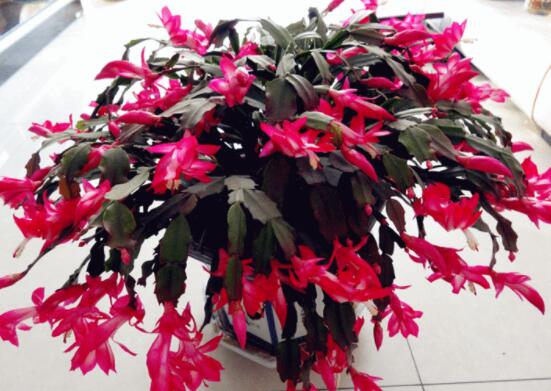 蟹爪蘭冬天能開花嗎，冬季做好六點(diǎn)養(yǎng)護(hù)措施便可花開爆盆