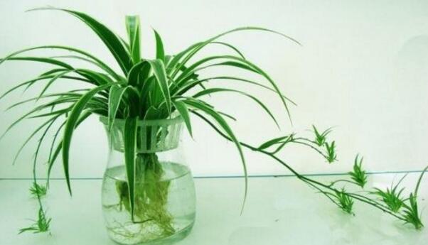 吊蘭能水養(yǎng)嗎，吊蘭水培養(yǎng)護(hù)要點(diǎn)以及注意事項