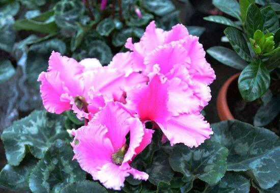 仙客來的花有什么特點，仙客來圖片大全鑒賞