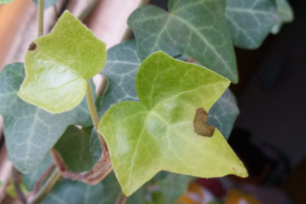 常春藤葉子干枯怎么辦，控水遮陰/除蟲換盆