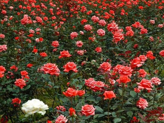 玫瑰花葉子發(fā)黃怎么辦，玫瑰花葉子發(fā)黃解決辦法