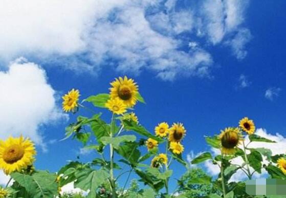 向日葵葉子發(fā)黃怎么辦，做好三個(gè)重要養(yǎng)護(hù)要點(diǎn)(光照/澆水/施肥)