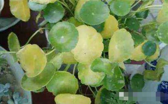 銅錢草葉子邊緣干枯，銅錢草葉子發(fā)黃怎么辦