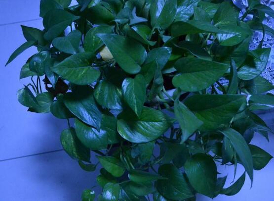 綠蘿什么時候扦插最好，4-8月是綠蘿扦插最好時間