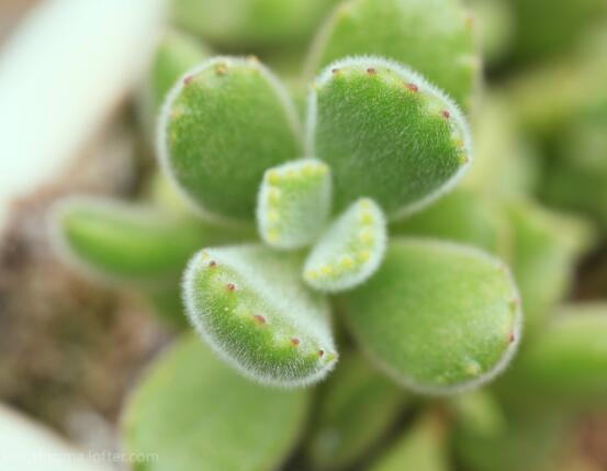 熊童子葉子發(fā)軟怎么辦，總結(jié)最實(shí)用三種解決方法