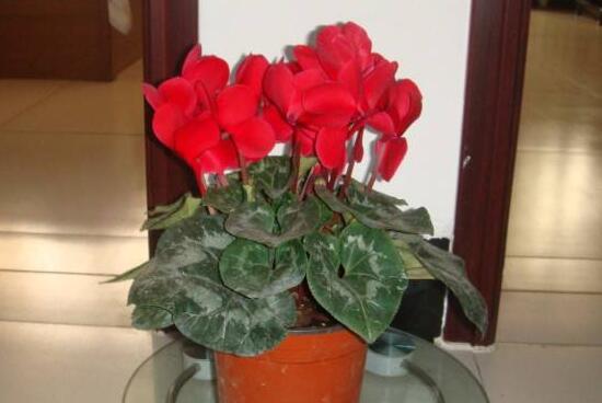 仙客來為什么不開花，仙客來不開花怎么辦