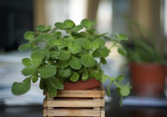 碰碰香為什么一碰就香，其原理主要為葉枕澎壓作用