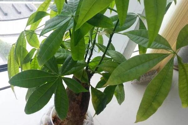 發(fā)財(cái)樹(shù)扦插繁殖方法圖解，4步即可完成發(fā)財(cái)樹(shù)的扦插