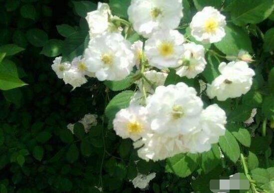 玫瑰月季薔薇花怎么區(qū)別，玫瑰月季薔薇花三種區(qū)別方法