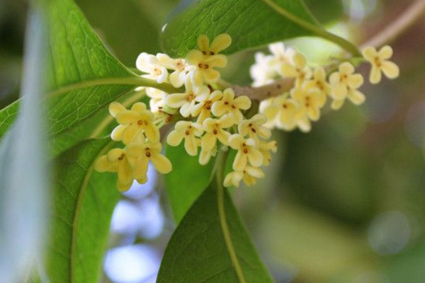 四季桂怎么養(yǎng)