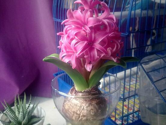 風信子怎么養(yǎng)，風信子養(yǎng)殖方法