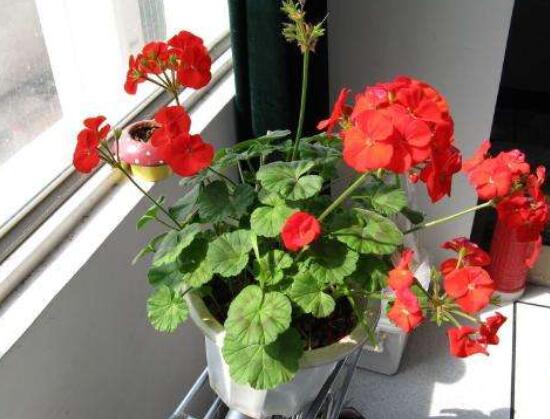 天竺葵用什么肥料最好，不同時(shí)期所需要的肥料不盡相同