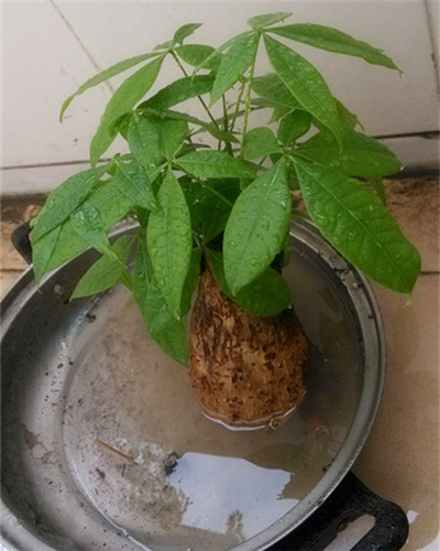 發(fā)財樹根部腐爛后改水培方法圖解
