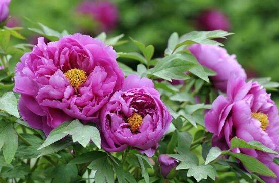 牡丹花的特點(diǎn)是什么，細(xì)數(shù)牡丹花六大特點(diǎn)