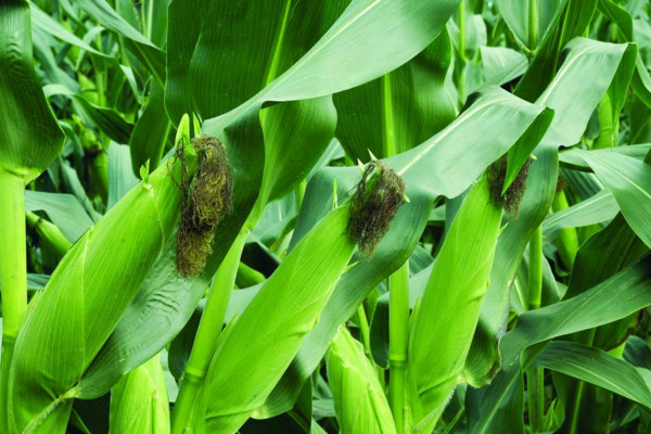 玉米靠什么傳播種子，通過風(fēng)、動(dòng)物、人進(jìn)行傳播