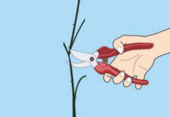 薔薇花怎么修剪，薔薇花修剪方法