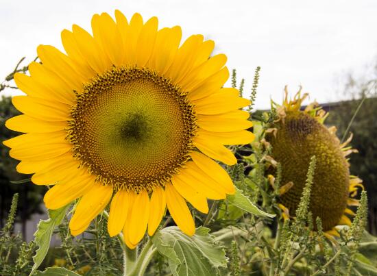 向日葵的特點是什么，向日葵為什么向著太陽