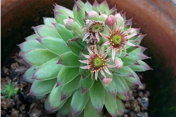 寶石花和觀音蓮的區(qū)別，詳細(xì)介紹葉子和花朵的不同