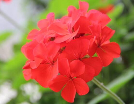 天竺葵的水扦插方法，做好四個(gè)簡(jiǎn)單步驟扦插爆盆