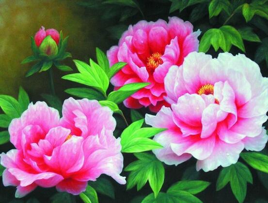 牡丹花養(yǎng)殖方法和注意事項，老農(nóng)總結七大基本養(yǎng)殖方法