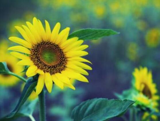 向日葵象征著什么意思，講述四種象征意義/寓意美好