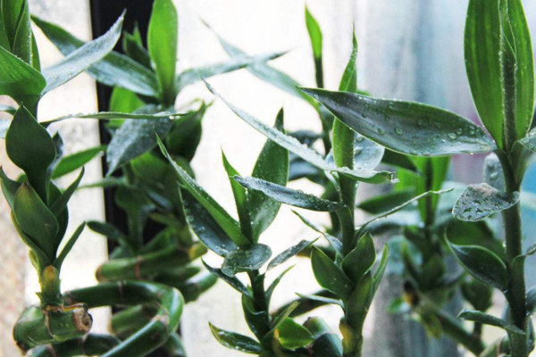 富貴竹葉子蔫了怎么辦，適當(dāng)遮蔽強(qiáng)光或及時(shí)換水