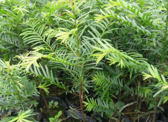 紅豆杉怎么養(yǎng)殖，紅豆杉養(yǎng)殖方法