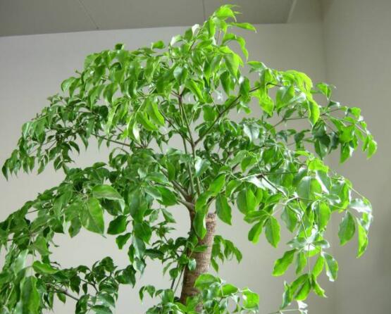 幸福樹(shù)病蟲(chóng)害，盤(pán)點(diǎn)最常見(jiàn)的四種病蟲(chóng)害防治大全