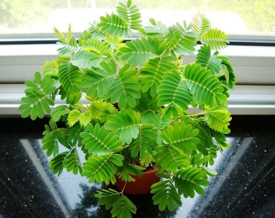 含羞草怎么養(yǎng)，含羞草的養(yǎng)殖方法和注意事項