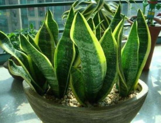 虎皮蘭怎么繁殖，虎皮蘭扦插方法步驟