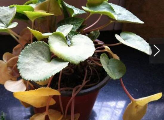 仙客來休眠期用澆水嗎，仙客來休眠期圖片