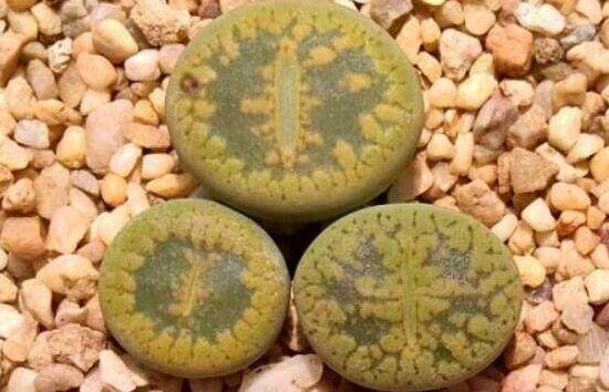 生石花怎么養(yǎng)護(hù)，做好五點(diǎn)生長(zhǎng)美觀茂盛