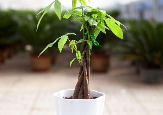 發(fā)財樹盆栽怎么養(yǎng)，小發(fā)財樹盆景圖片大全