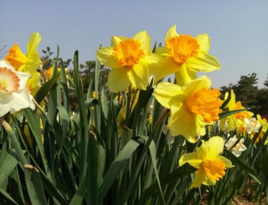 洋水仙怎么施肥和澆水，掌握以下四點保證你的水仙枝繁葉茂