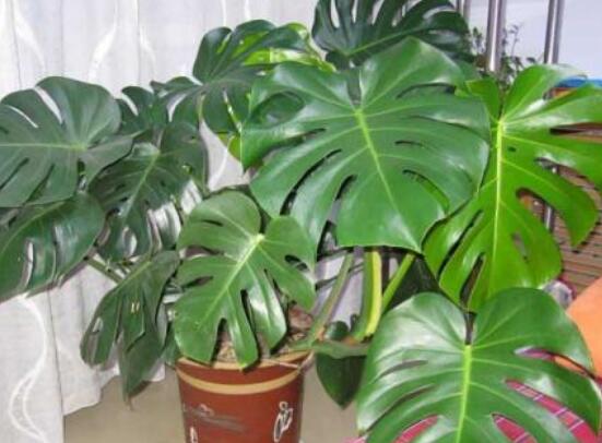 龜背竹用高盆還是矮盆，建議以高盆養(yǎng)殖最佳(紫砂盆)