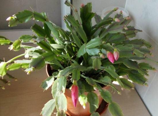 蟹爪蘭不開(kāi)花的原因，蟹爪蘭怎么修剪開(kāi)花多