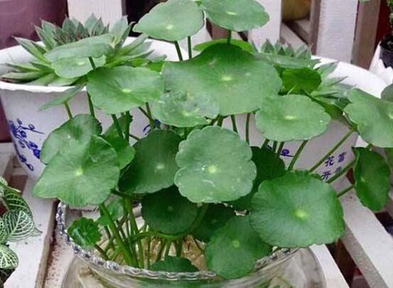 銅錢草焉了怎么回事，多半是澆水和光照不當(dāng)導(dǎo)致