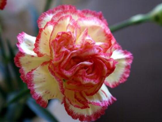 好看的康乃馨的圖片欣賞，祝母親永遠健康長壽、福如東海