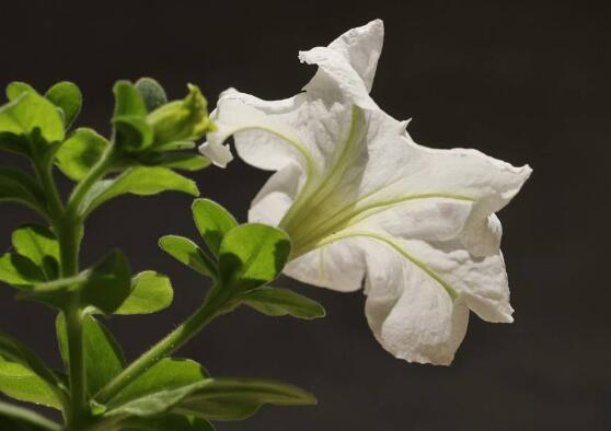 牽?；ㄔ趺葱藜?，牽牛花修剪方法