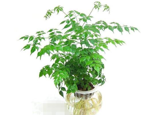 平安樹泡水里能長(zhǎng)根嗎，平安樹水培方法