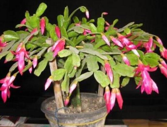 蟹爪蘭春天會開花嗎，蟹爪蘭春天怎么養(yǎng)