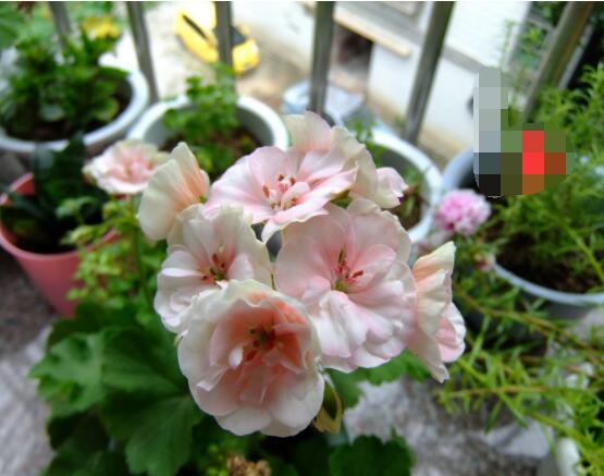 天竺葵用深盆還是淺盆，幼苗期用淺盆、成株期用深盆