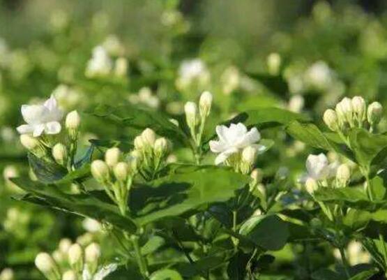 茉莉花圖片，潔白如雪、芳香迷人