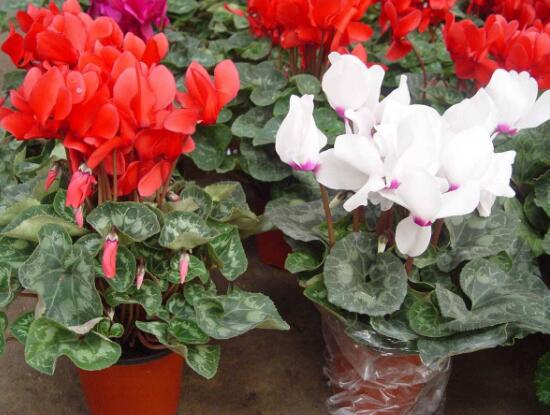 仙客來(lái)的作用有哪些，能夠起到一定的觀賞作用