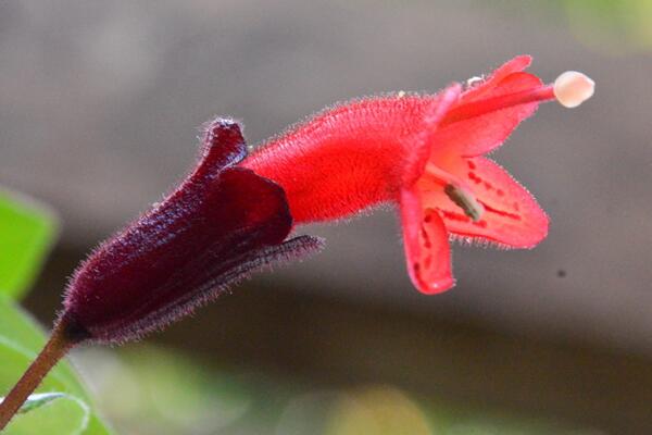 口紅吊蘭水培方法，4步即可完成口紅吊籃的水培
